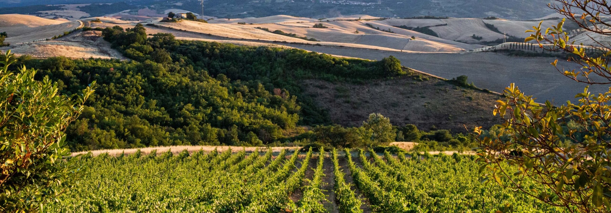 Azienda Agricola Sardelli